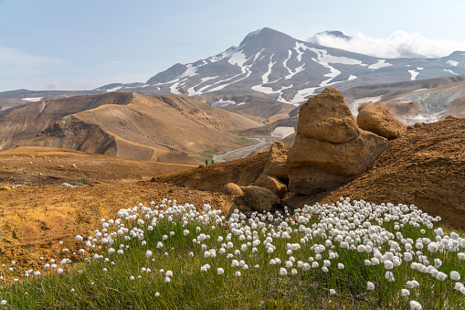 View on blooming cotton flowers against steaming hot spring river and snowy mountains at Hveradalir  geothermal area against blue sky on sunny day, Iceland