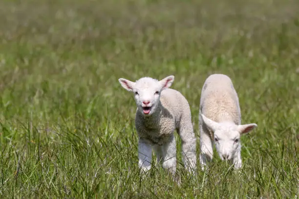 A pair of little lambs enjoying the spring sunshine