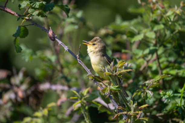 der melodiöse waldsänger - melodious warbler stock-fotos und bilder