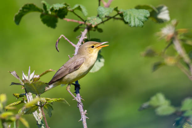 la curruca melodiosa - melodious warbler fotografías e imágenes de stock