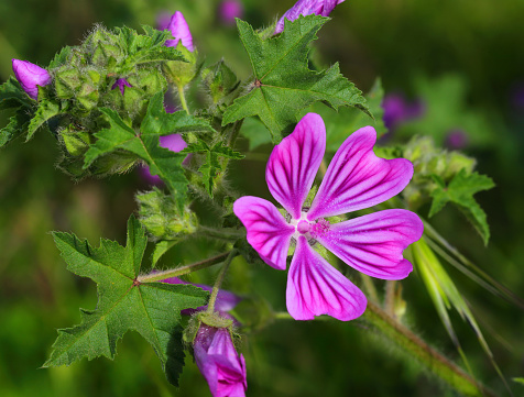 Common Mallow flower - malva sylvestris. Medicinal plant. Also known as Hollyhock, cheese weed and high mallow. Isolated against white. Back lit, high key with selective shallow focus (on stamen) for artistic effect.
