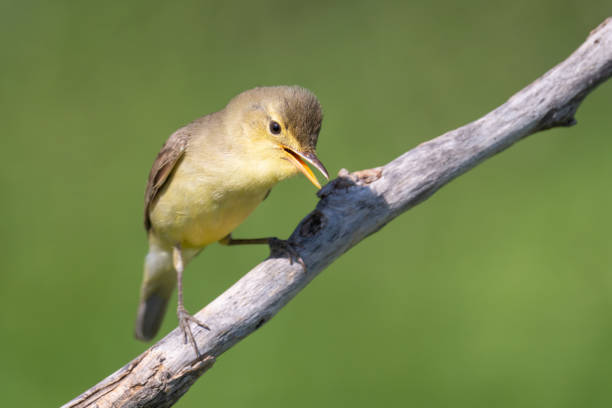 la curruca melodiosa - melodious warbler fotografías e imágenes de stock