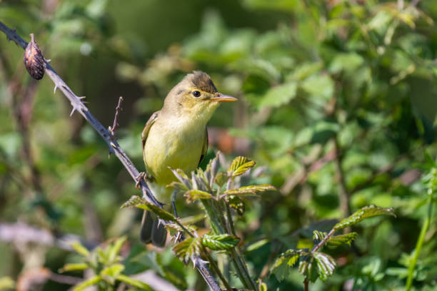 la curruca melodiosa - melodious warbler fotografías e imágenes de stock