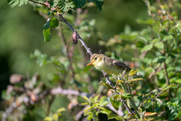 la curruca melodiosa - melodious warbler fotografías e imágenes de stock