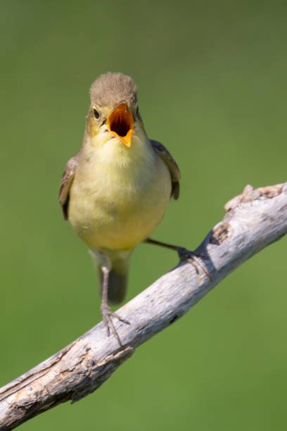 der melodiöse waldsänger - melodious warbler stock-fotos und bilder