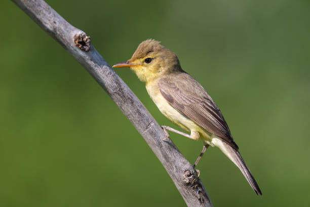 der melodiöse waldsänger - melodious warbler stock-fotos und bilder