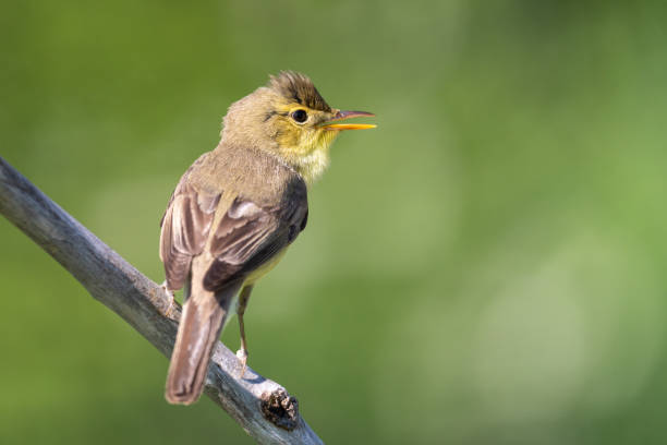 la curruca melodiosa - melodious warbler fotografías e imágenes de stock