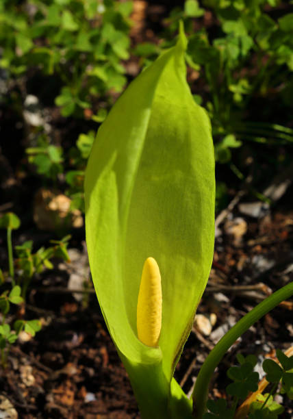 istock Italian arum - Arum Italicum in full bloom. 1397594159