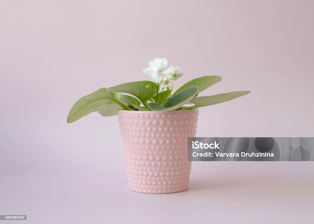 Flor Violeta Blanca En Una Maceta Rosa En Una Vista Lateral De Fondo Rosa Foto de stock y más banco de imágenes de Belleza - iStock Flor Violeta Blanca En Una Maceta Rosa En Una Vista Lateral De Fondo Rosa Foto de stock y más banco de imágenes de Belleza - iStock