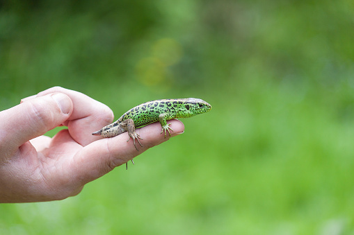 Sand green lizard in human hand without tail.