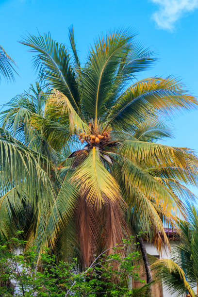 istock Coconut palm tree (Cocos nucifera) with ripening coconuts against blue sky 1397596109