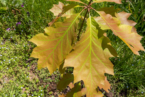 Close-up of leaves of Northern Red Oak - Quercus Rubra - sapling. The neon green color of the leaf veins is striking.