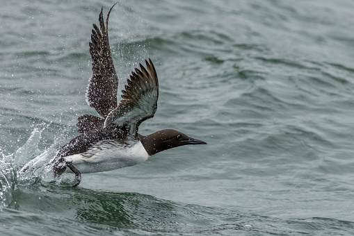 Guillemot (Uria aalge) taking off from the sea
