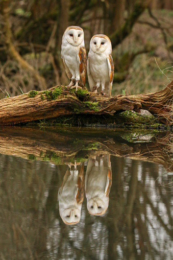 Barn owls (ATyto alba) sitting by a pond with a beautiful reflection