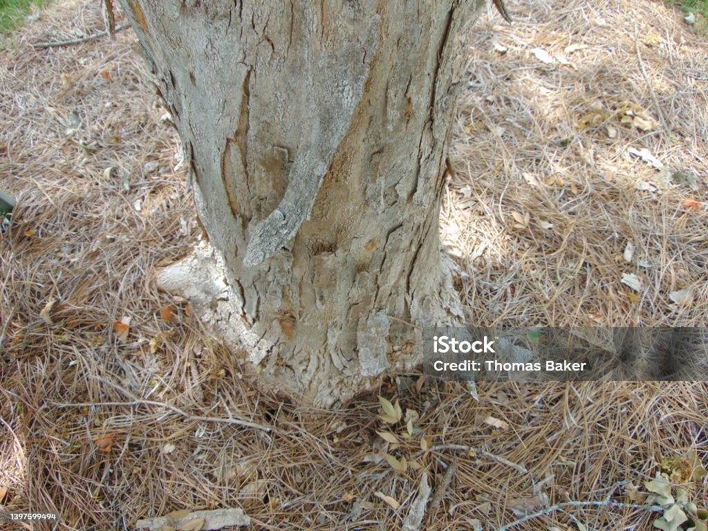 Whitring Tree Withering Tree Bark Stock Photo - Download Image Now - Color Image ...
