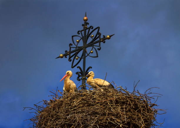 Two european white storks, one fledgling and one adult, ciconia, standing in the nest next to a cross at the top of a church, by day