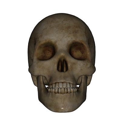 human skeleton mask on white