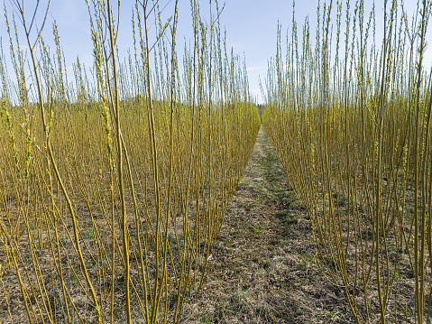 Biomass trees willow (salix) growing for renewable energy.