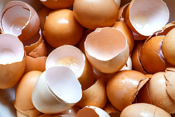 istock a pile of broken brown egg shells, a heap of cracked eggs without protein content garbage after cooking scrambled eggs close-up top view. 1397600551