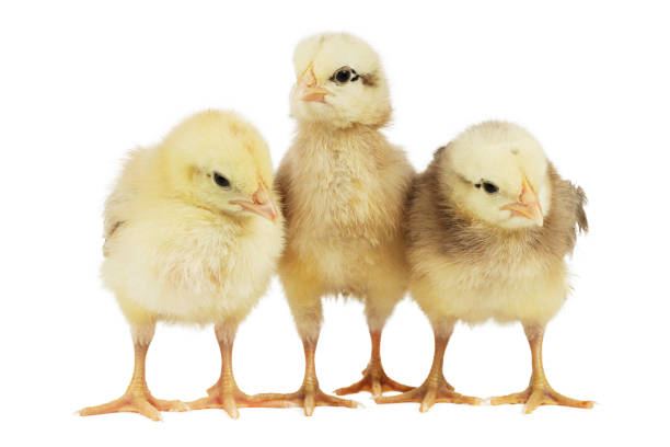 istock Yellow chick on a white background. Three furry friends. 1397601019