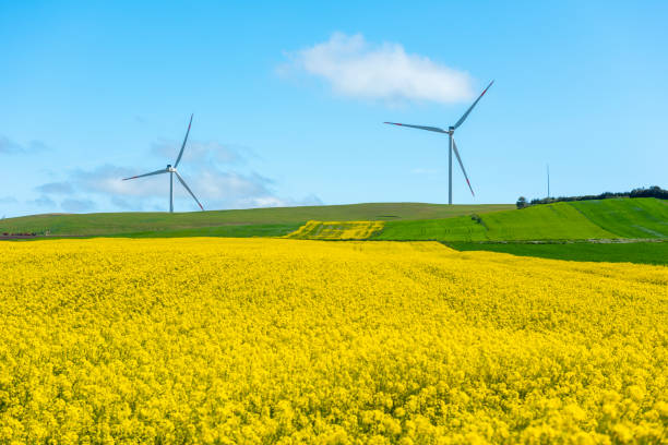 istock Canola Fields. Blooming canola fields under a blue sky with clouds. Beautiful yellow flowers. 1397601707