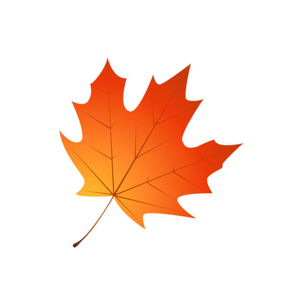 모틀리 화재와 녹 색깔의 가을 잎. - maple leaf leaf autumn single object stock illustrations