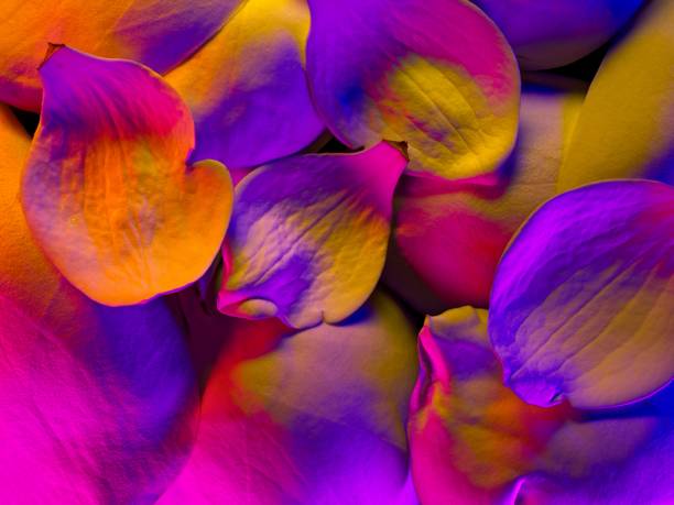 istock Vibrant colored abstract background created using Magnolia flower petals light painted with LED lights 1397602897