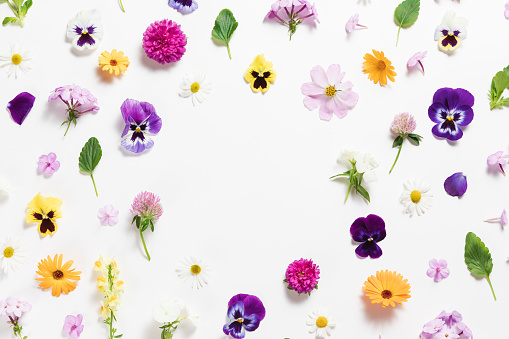 Spring and summer flower composition pattern on white background. Border frame, copy space. Festive flower concept with garden pansy, camomile, colorful buds, branches and leaves. Flat lay, top view