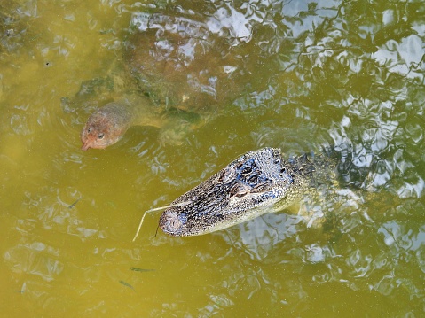 American Alligator swimming with a Florida Softshell Turtle in a lake
