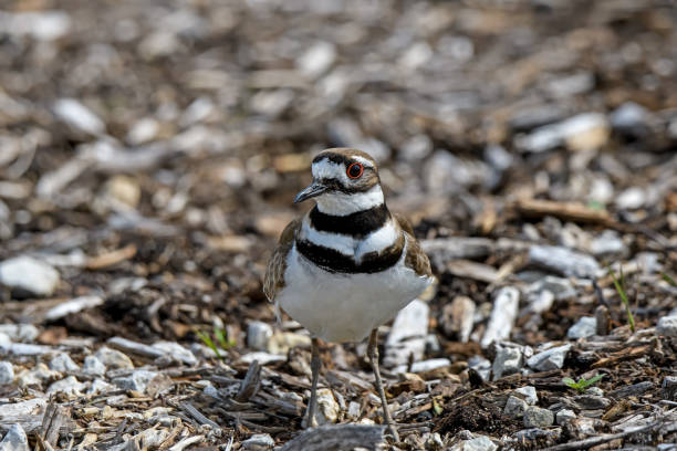istock Killdeer or Charadrius Vociferus on a spring day during migration. 1397604071
