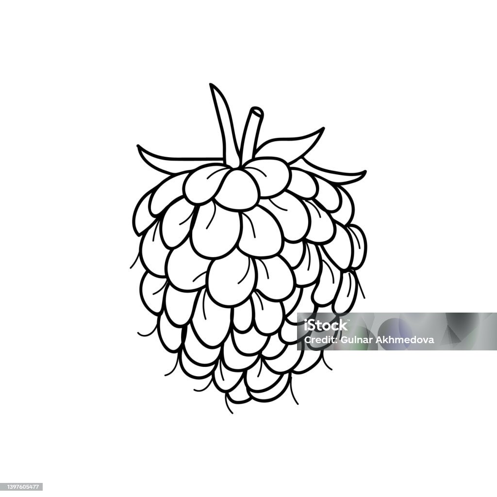 Raspberry Doodle Illustration In Vector Hand Drawn Raspberry ...