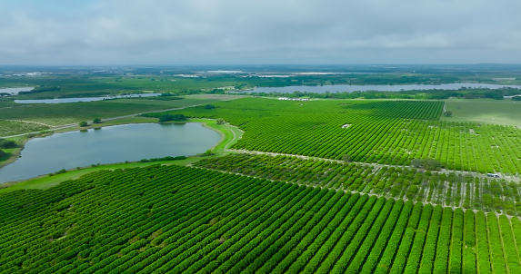Aerial shot of orange groves on the outskirts of Lake Wales, Florida on an cloudy day in springtime.