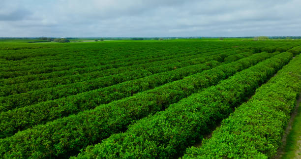 istock Orange Orchard - Aerial Shot 1397605770