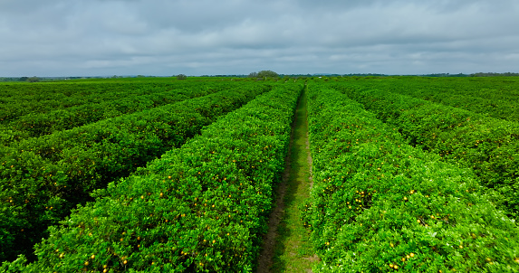 Orange Orchard en Florida - Drone Shot photo