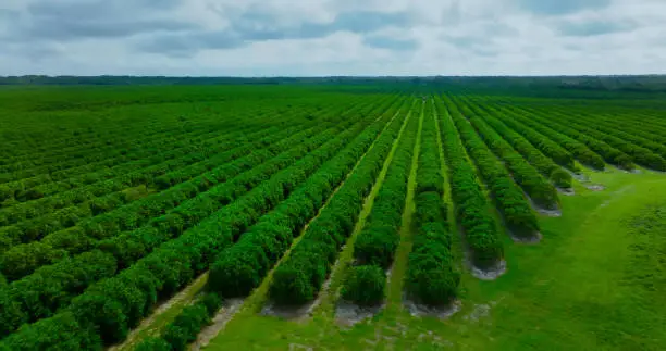 Aerial shot of orange groves on the outskirts of Lake Wales, Florida on an cloudy day in springtime.