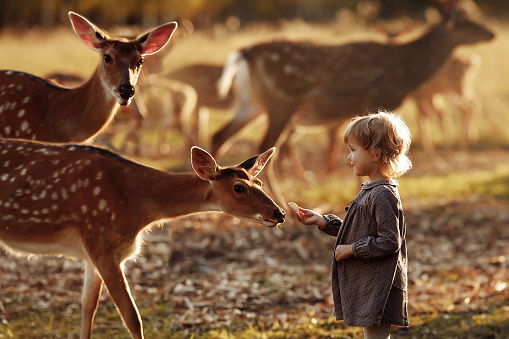 A little girl stands among the deer and feeds one of them from her hands. Petting zoo, deer farm.
