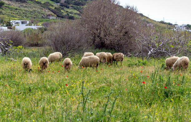 istock Herd of sheep grazing in a meadow 1397607642
