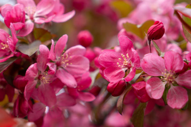 istock Delicate white cherry blossom. Spring holiday card 1397608284