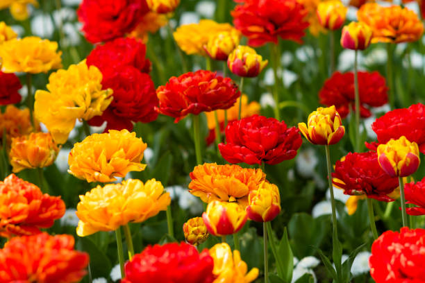 istock tulips outdoors in city park 1397608550