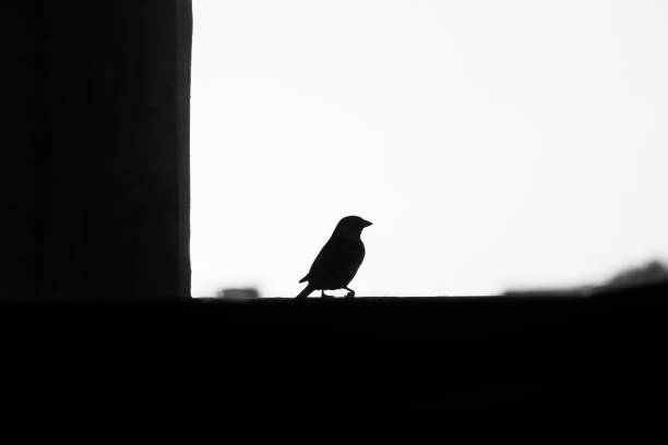 istock A single bird singing in black and white 1397609315