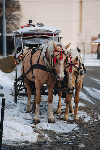 Two walking beige horses in teams and with red blinders stand at the crossroads of streets during a snowfall with a carriage for tourists. Lviv, Ukraine.