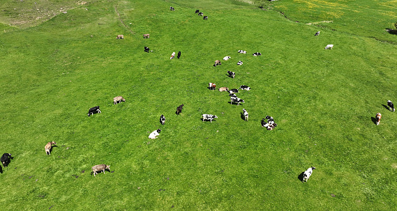 Aerial photo with drone of dairy cows of different breeds on a meadow in bavaria