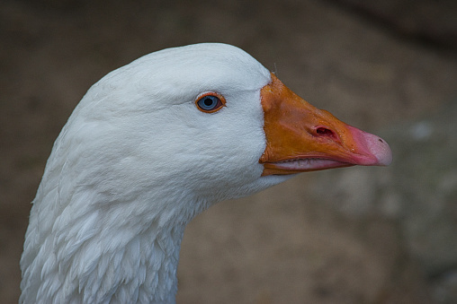 Head of a white goose with blue eyes and orange beak