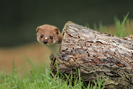 A stoat (Mustela erminea) popping its head out of a hollow log
