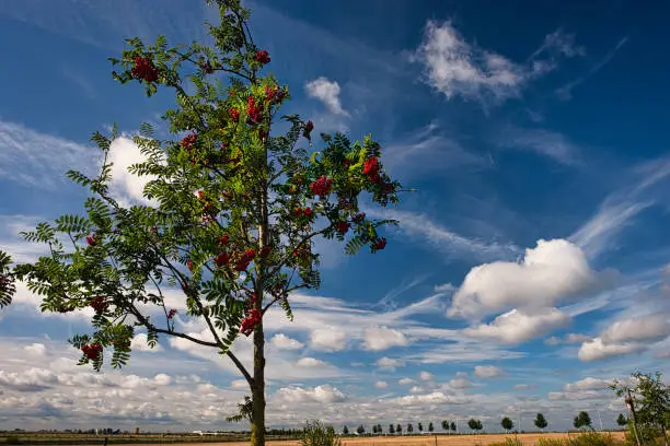 Rowan berry with fruits on a sunny day, cloudy blue sky, in the background an avenue of trees
