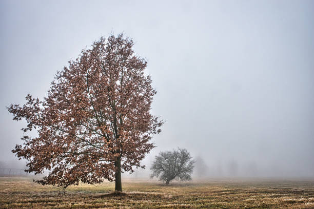 Oak tree with autumn leaves on a foggy day in December, in the background more trees in the fog