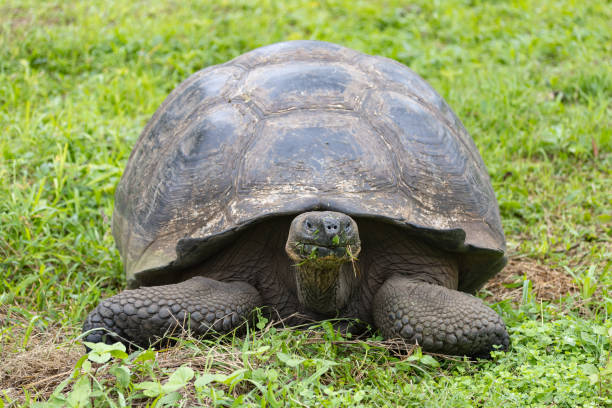 istock Giant Galapagos Tortoise in the grass 1397613039