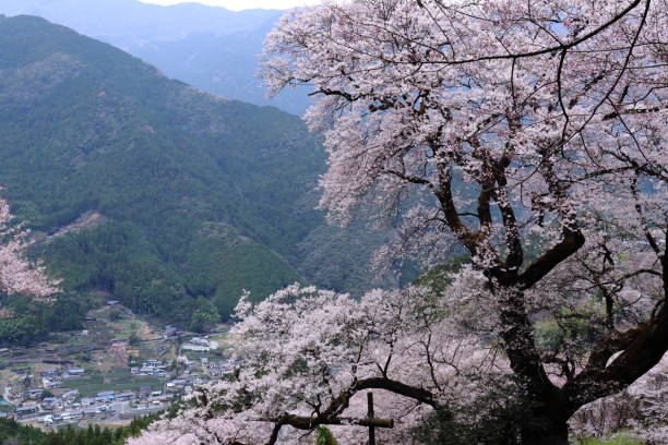 istock Hyotan Sakura,Looking at the mountain village (Niyodogawa Town, Kochi Prefecture) 1397614152
