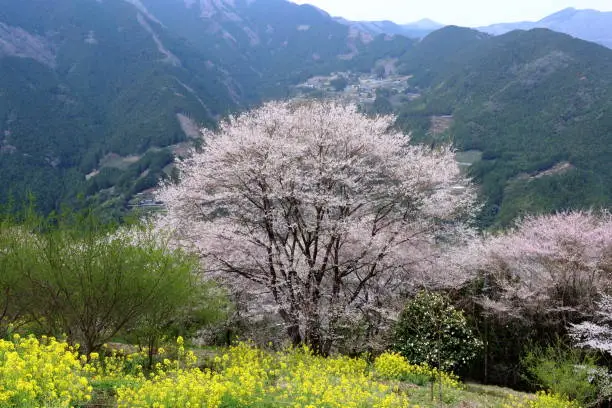 Location: Sakura, Niyodogawa-cho, Agawa-gun, Kochi Prefecture, Japan