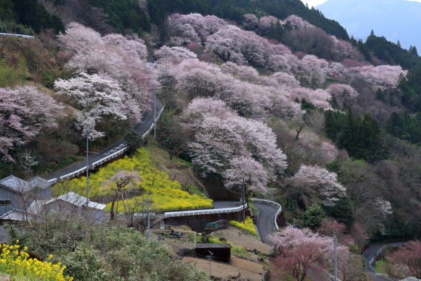 istock Sakura district, Niyodogawa town,The mountain surface is dyed in cherry blossoms (Kochi Prefecture Hyotan Sakura Park ) 1397614268